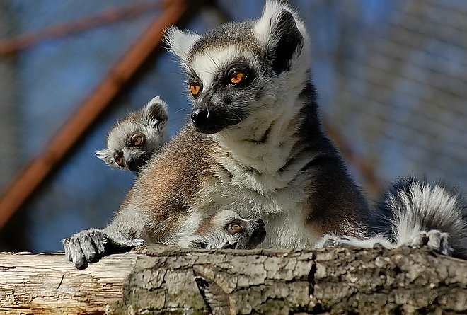 lemur.jpg