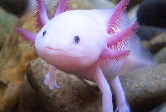 axolotl-white.jpg