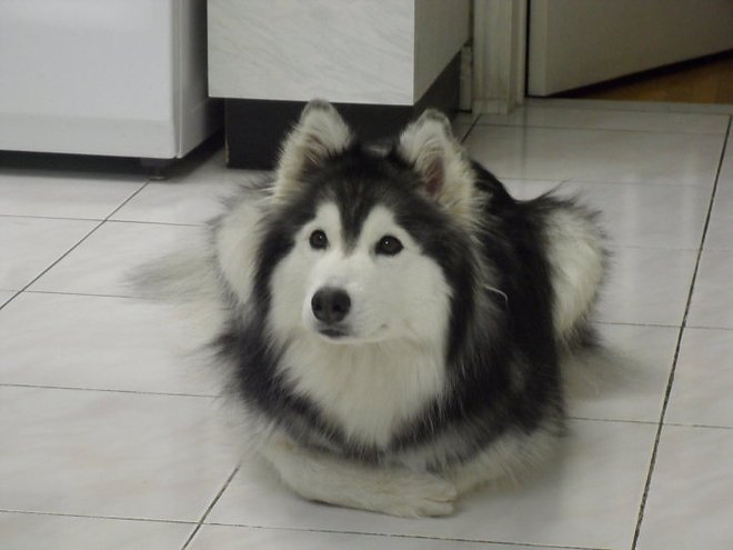 husky3.jpg