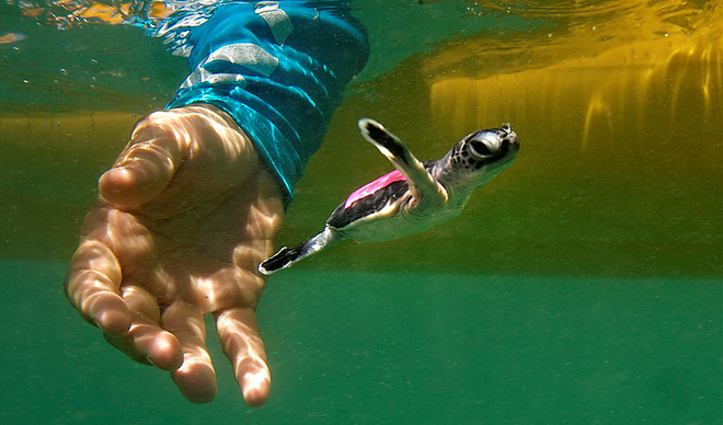 sea-turtle-hatchling-western-australia2.jpg