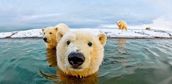 polar-bear-2.jpg