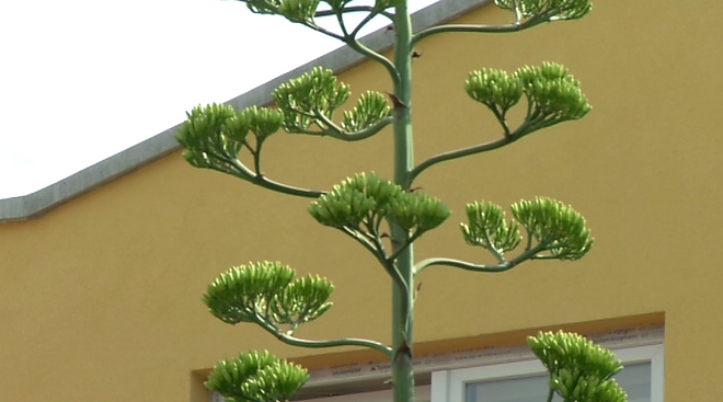 agave2.jpg