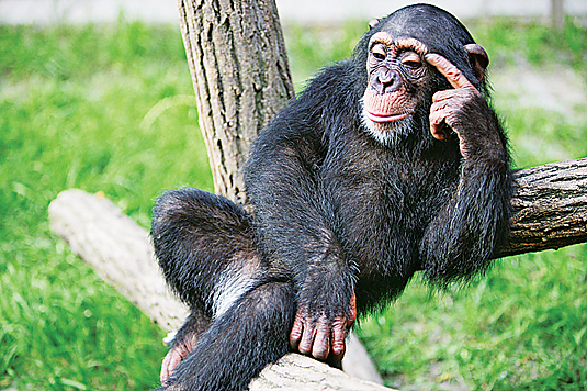 csimpanz.jpg