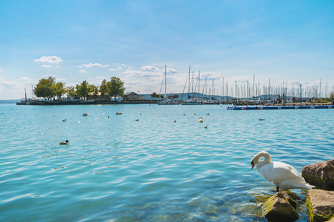 balaton_hattyu_ill.jpg